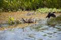 IMG_8867 moorhen escaping from alligator